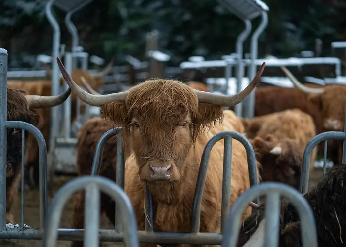 Soldrowka Villa Kocierz Rychwaldzki